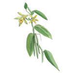 Vanilla planifolia